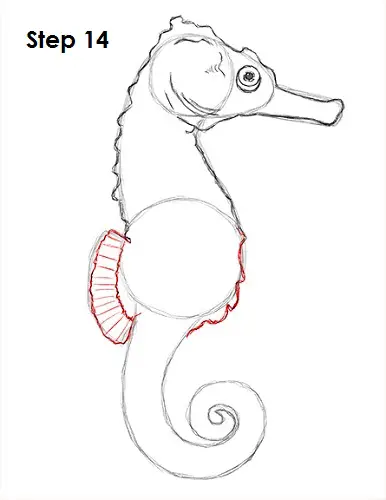 Draw a Seahorse 14