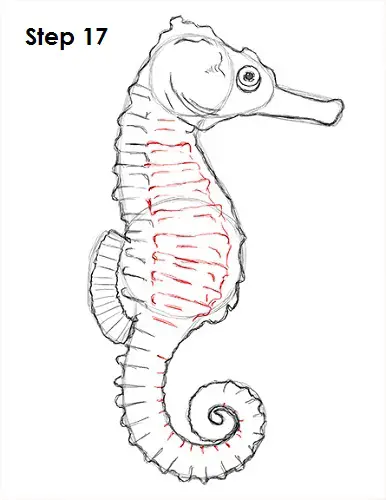Draw a Seahorse 17