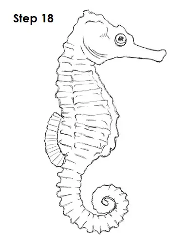 Draw a Seahorse 18
