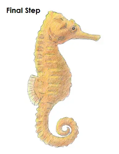 How to Draw a Sea Horse | Seahorse drawing, Seahorse art, Ocean drawing