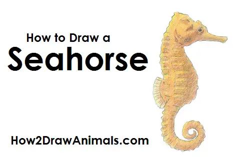 Draw a Seahorse