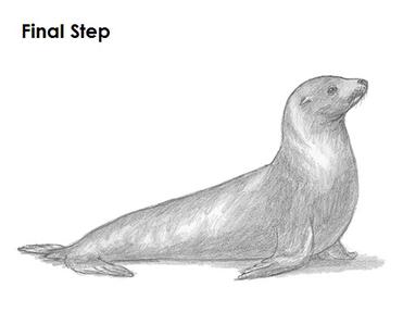 sea lion drawing