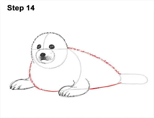 How to Draw a Fluffy Cute Baby Harp Seal Pup 14