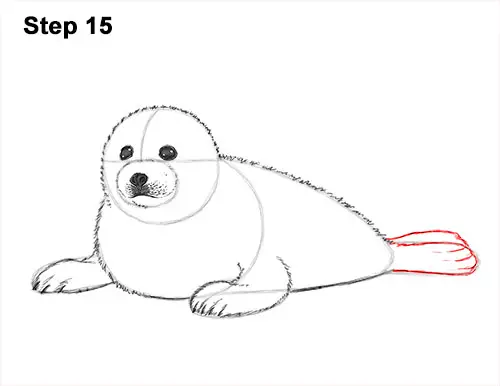 Featured image of post Cute Seal Drawing Learn how to draw cute seal pictures using these outlines or print just for coloring