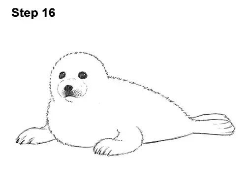 How to Draw a Fluffy Cute Baby Harp Seal Pup 16