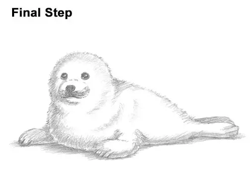 How to Draw a Fluffy Cute Baby Harp Seal Pup