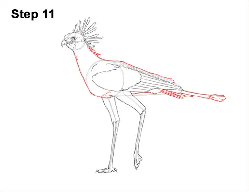 How to Draw a Secretary Bird Walking Side View 11