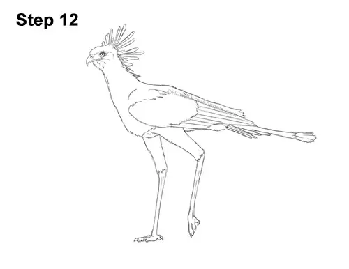 How to Draw a Secretary Bird Walking Side View 12