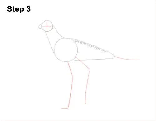 How to Draw a Secretary Bird Walking Side View 3