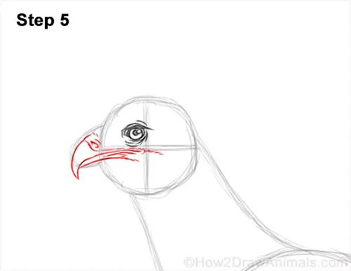 How to Draw a Secretary Bird Walking Side View 5