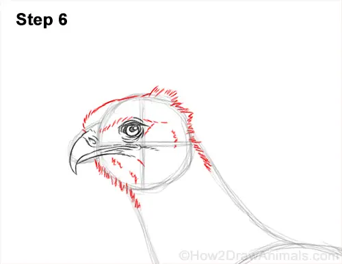 How to Draw a Secretary Bird Walking Side View 6