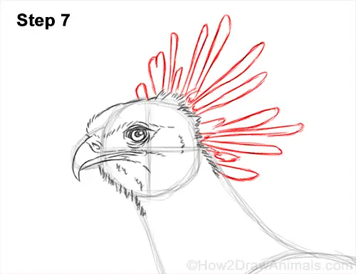 How to Draw a Secretary Bird Walking Side View 7