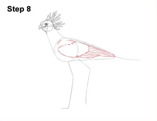 How to Draw a Secretary Bird Walking Side View 8