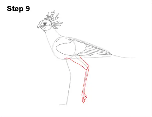 How to Draw a Secretary Bird Walking Side View 9