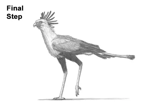 How to Draw a Secretary Bird Walking Side View