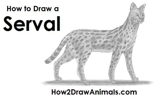How to Draw a Serval