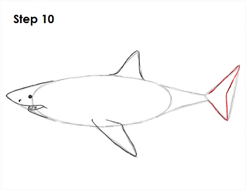 Draw Great White Shark 10