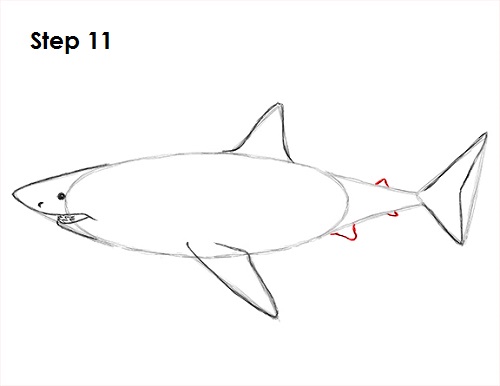 Draw Great White Shark 11