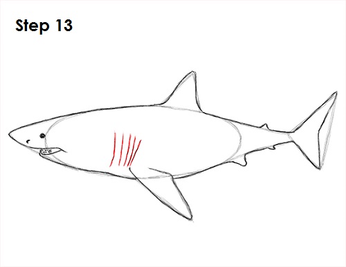 Draw Great White Shark 13