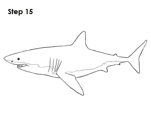 Draw Great White Shark 15