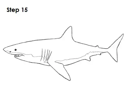 how to draw a bull shark step by step