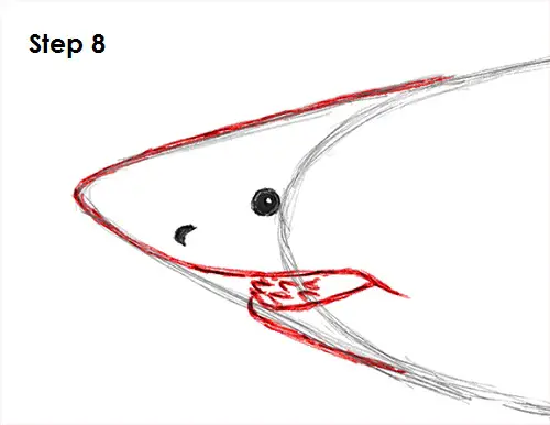 Draw Great White Shark 8