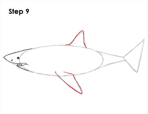 Draw Great White Shark 9