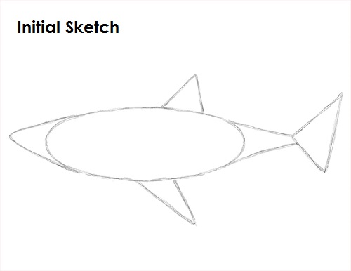 Draw Great White Shark Sketch