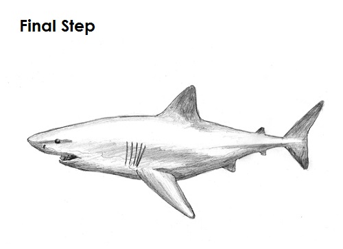 Draw Great White Shark Final