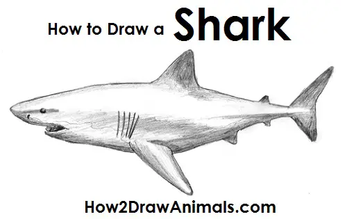 How to Draw a Great White Shark Side View