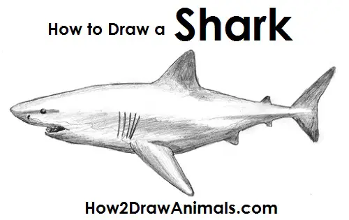 Shark Drawing - How To Draw A Shark Step By Step