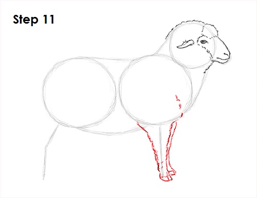 Draw Sheep 11
