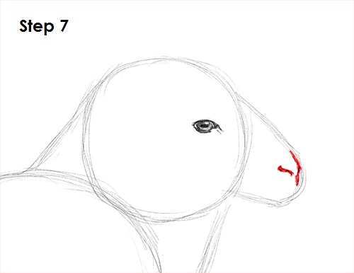 Draw Sheep 7