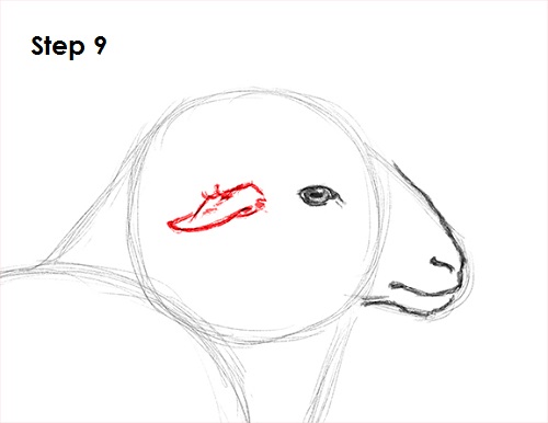 Draw Sheep 9