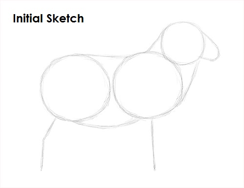 Draw Sheep Sketch