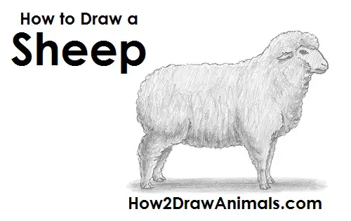 How to Draw a Sheep Side View