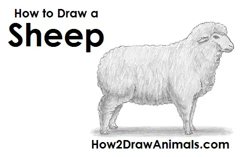 How to Draw a Sheep 