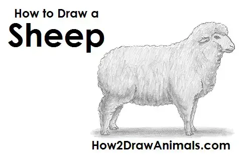 Featured image of post Realistic Sheep Drawing Easy / Tips, techniques and drawing tutorials.