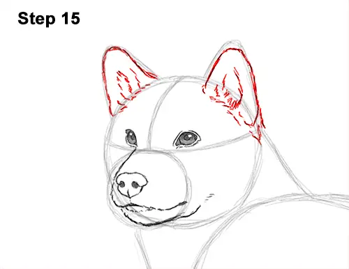 How to Draw a Shiba Inu Puppy Dog 15