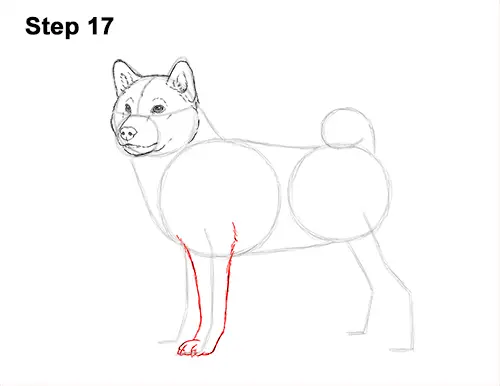 How to Draw a Shiba Inu Puppy Dog 17