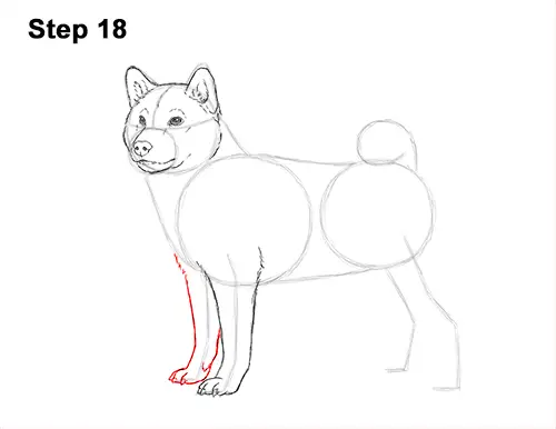 How to Draw a Shiba Inu Puppy Dog 18