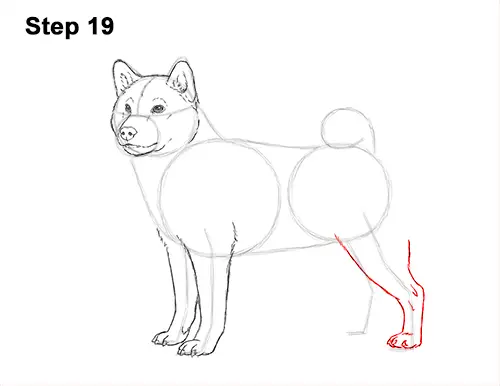 How to Draw a Shiba Inu Puppy Dog 19