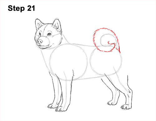 How to Draw a Shiba Inu Puppy Dog 21