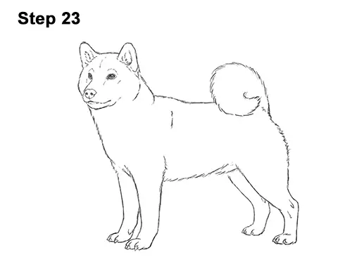 How to Draw a Shiba Inu Puppy Dog 23