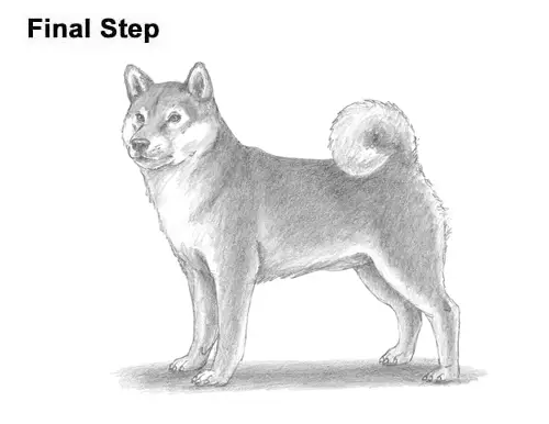 How to Draw a Shiba Inu Puppy Dog