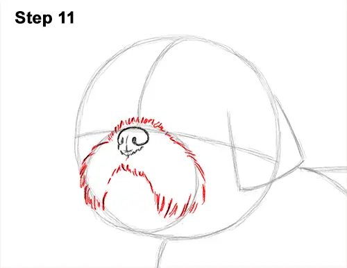How to Draw a Cute Shih Tzu Puppy Dog 11
