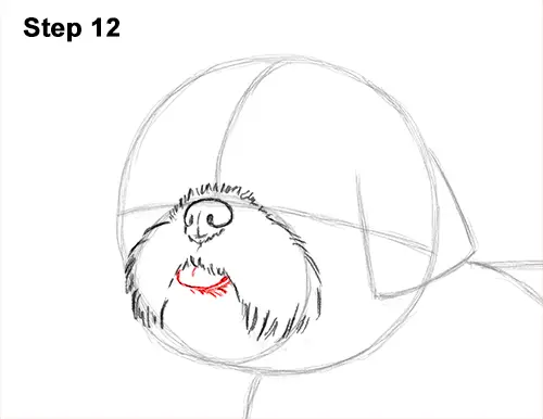 How to Draw a Cute Shih Tzu Puppy Dog 12