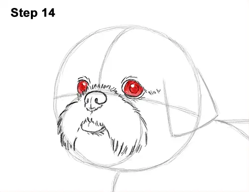 How to Draw a Cute Shih Tzu Puppy Dog 14