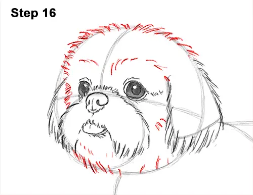 How to Draw a Cute Shih Tzu Puppy Dog 16