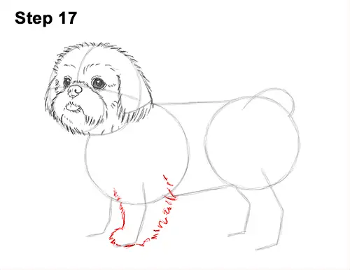 How to Draw a Cute Shih Tzu Puppy Dog 17